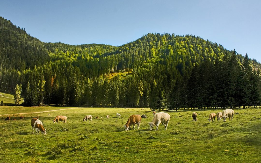 Allgäu Wald